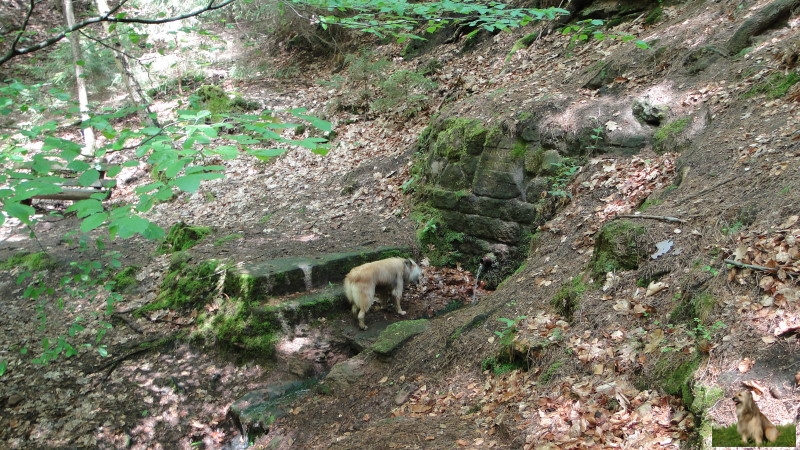 Ritterstein Nr. 166-5 Hundsbrunnen.JPG - Ritterstein Nr.166 Hundsbrunnen